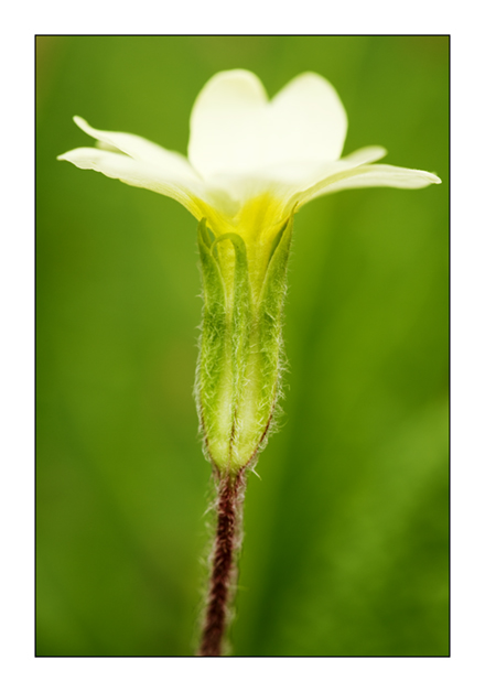 Primrose 1
